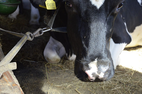 Übernachten in Schenna 